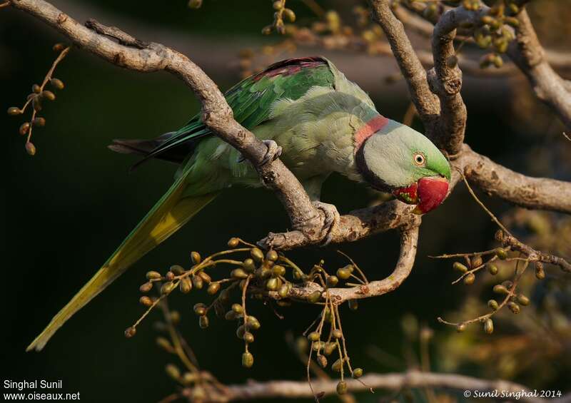 Alexandrine Parakeet male adult, identification