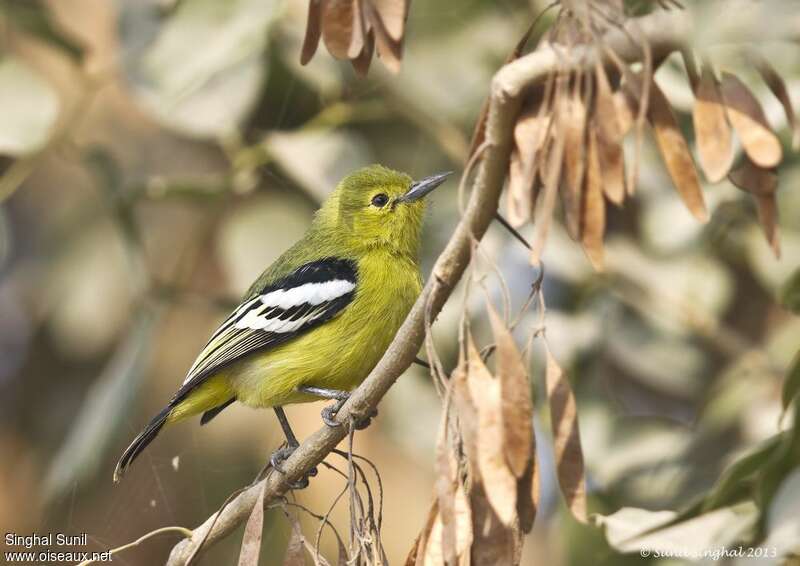 Common Iora male adult, identification