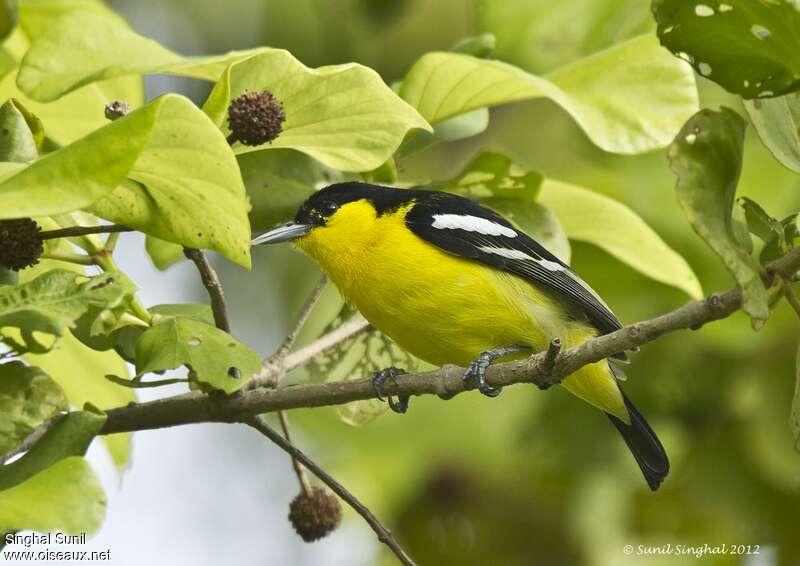 Common Iora male adult, identification