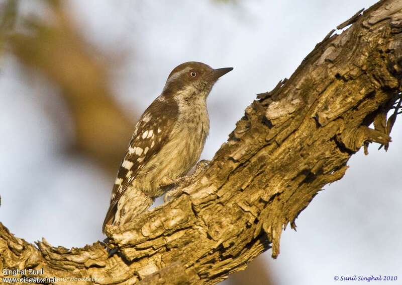 Brown-capped Pygmy Woodpeckeradult, identification