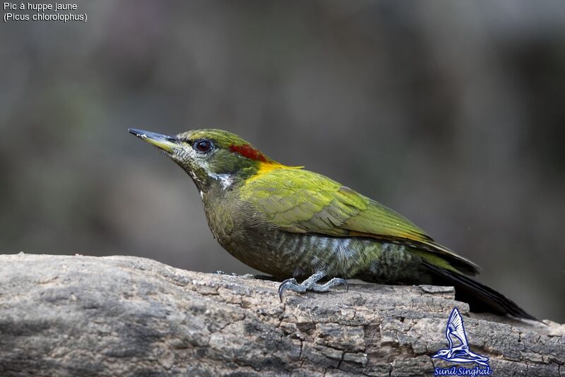 Lesser Yellownape female adult, identification