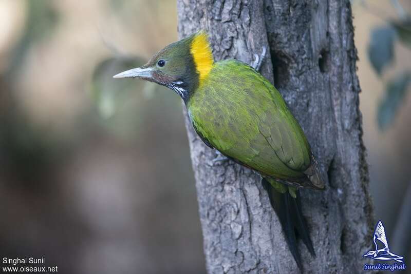 Pic à nuque jaune femelle adulte, identification