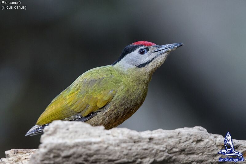 Grey-headed Woodpecker male adult, identification