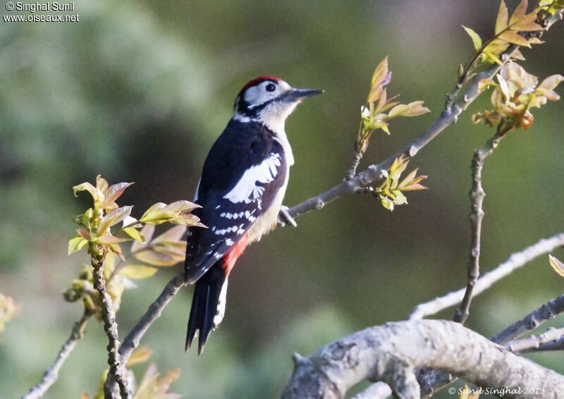 Pic de l'Himalaya mâle adulte, identification