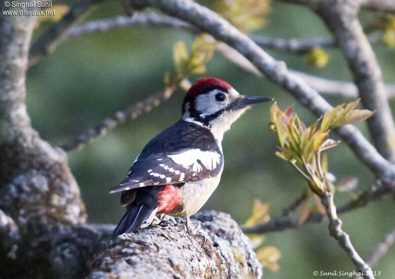 Himalayan Woodpecker male adult, identification