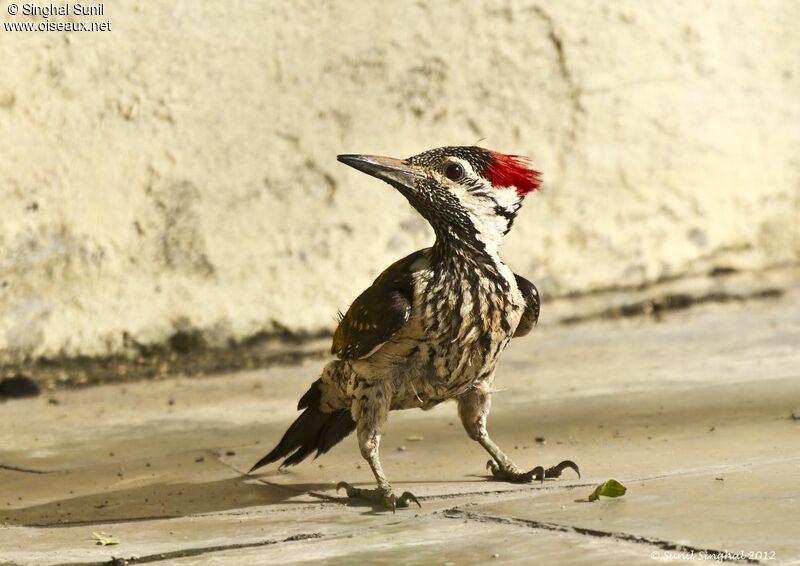 Black-rumped Flamebackadult, Behaviour