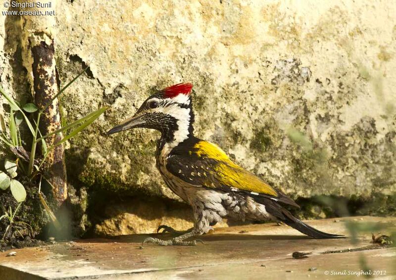 Black-rumped Flamebackadult, Behaviour