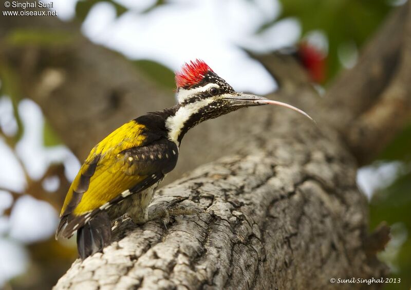 Black-rumped Flamebackadult, identification, Behaviour