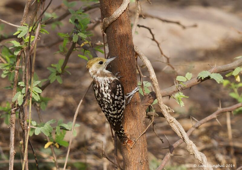 Pic mahratte femelle adulte, identification