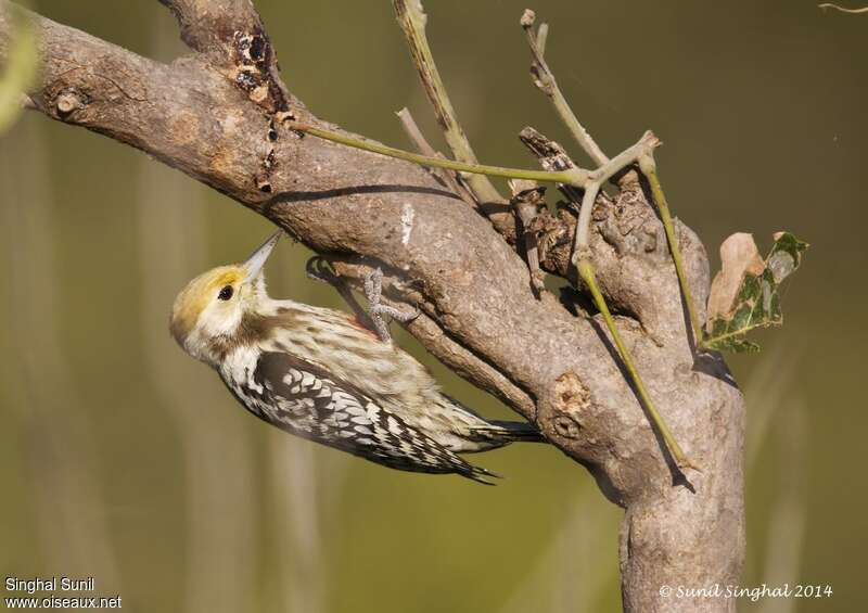 Yellow-crowned Woodpecker female adult, identification