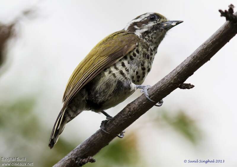 Speckled Piculet male adult, identification