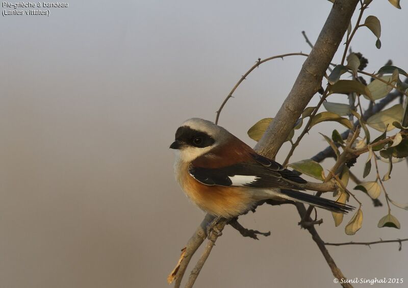 Bay-backed Shrikeadult, identification