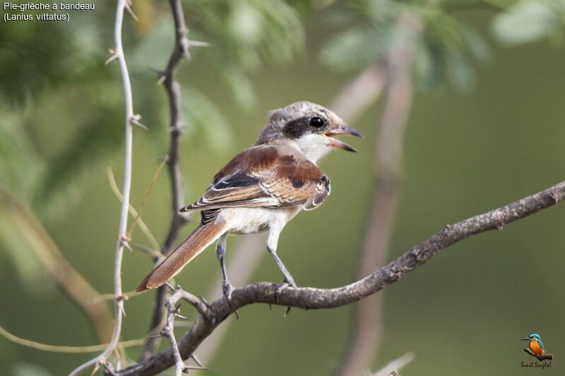 Pie-grièche à bandeaujuvénile, identification