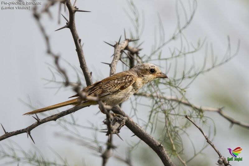 Pie-grièche à bandeaujuvénile, identification