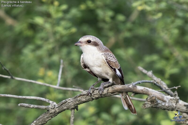 Pie-grièche à bandeaujuvénile, identification