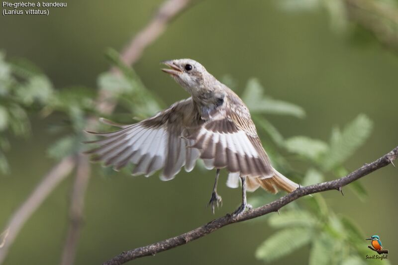 Bay-backed Shrikejuvenile, aspect, Flight