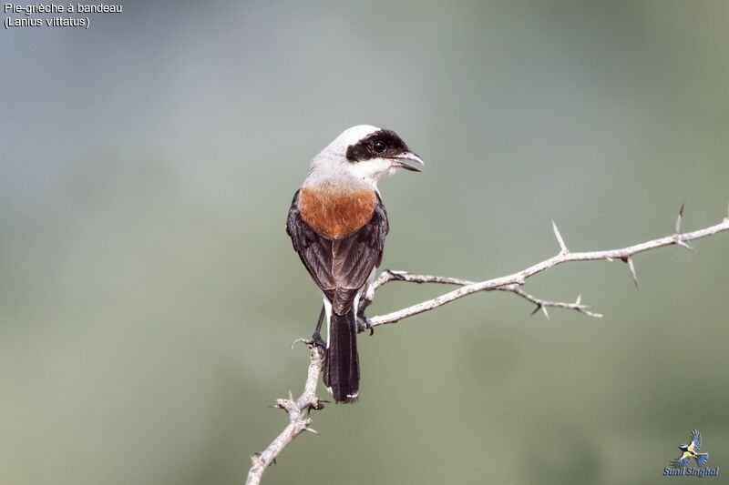 Bay-backed Shrikeadult, identification