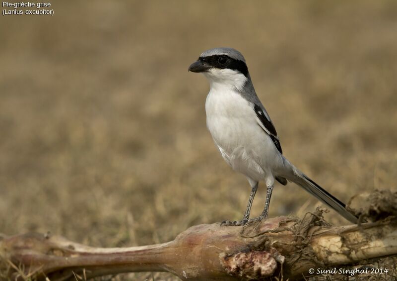 Great Grey Shrikeadult, identification