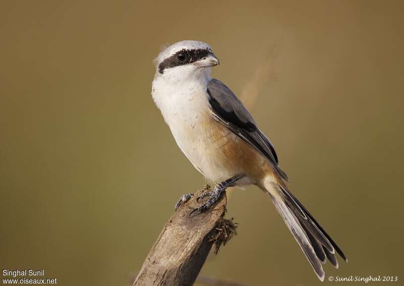 Long-tailed Shrikeadult, identification