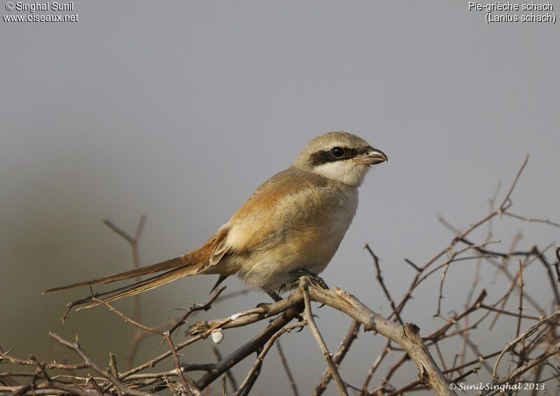 Long-tailed Shrikeadult, identification