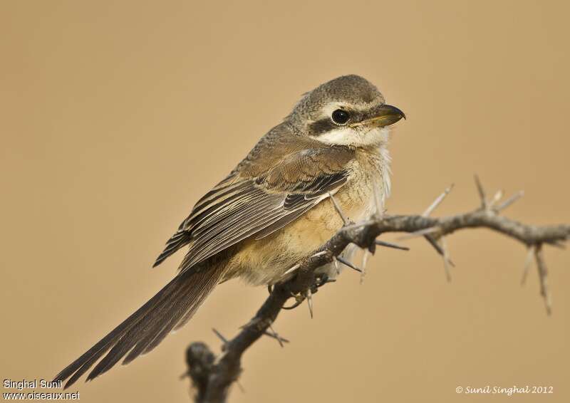 Pie-grièche schachjuvénile, identification