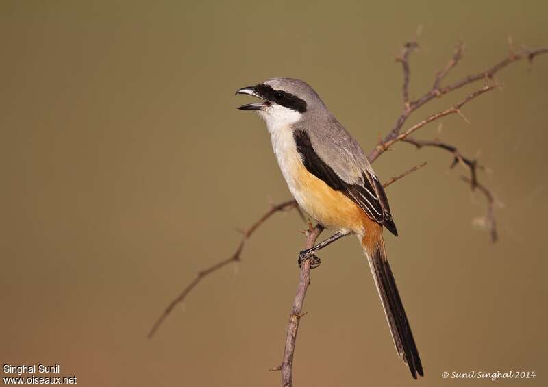 Long-tailed Shrikeadult, identification, Behaviour