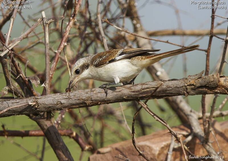 Pie-grièche schachimmature, identification