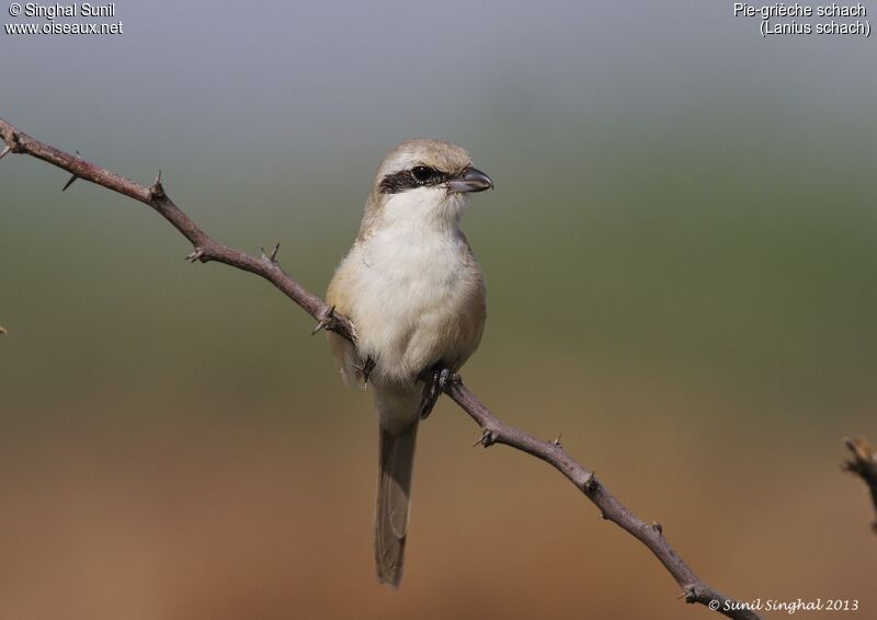 Pie-grièche schachimmature, identification