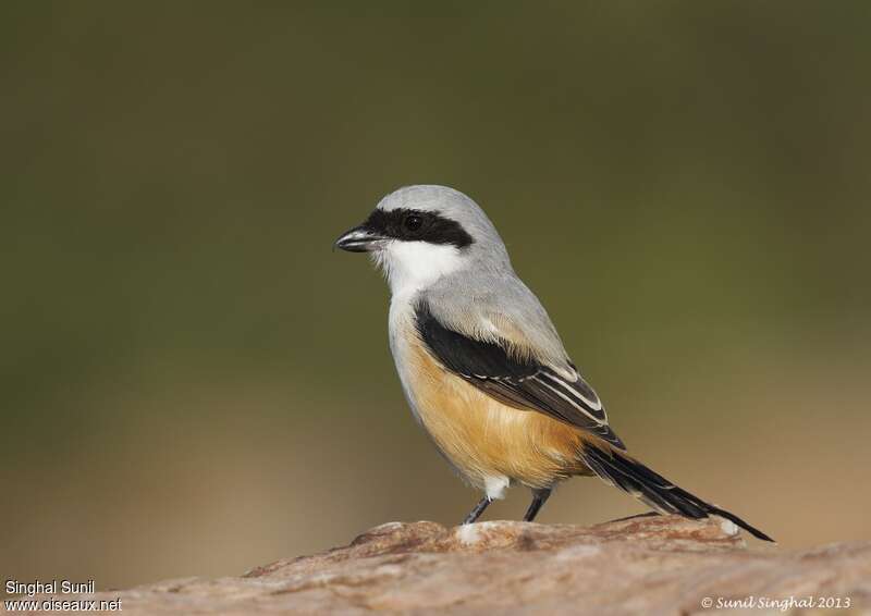 Long-tailed Shrikeadult, identification