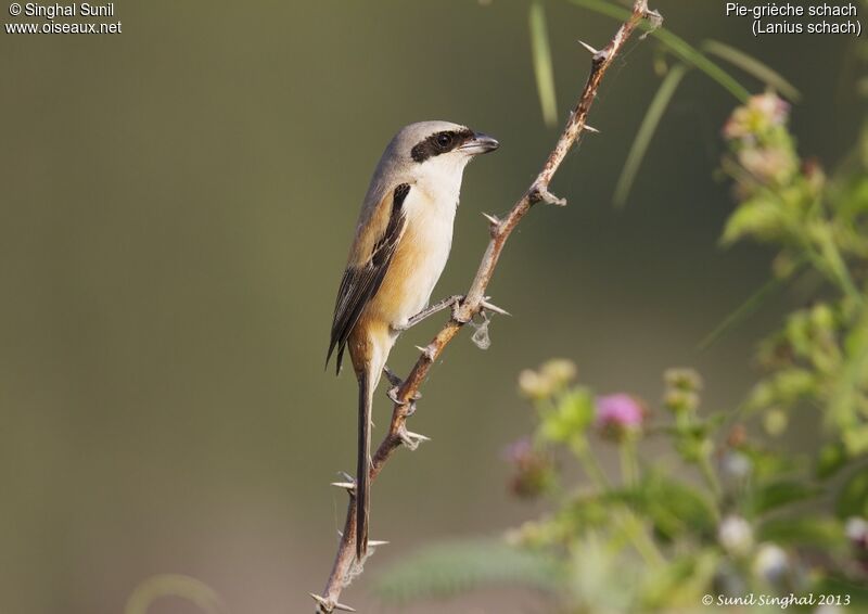 Long-tailed Shrikeadult, identification