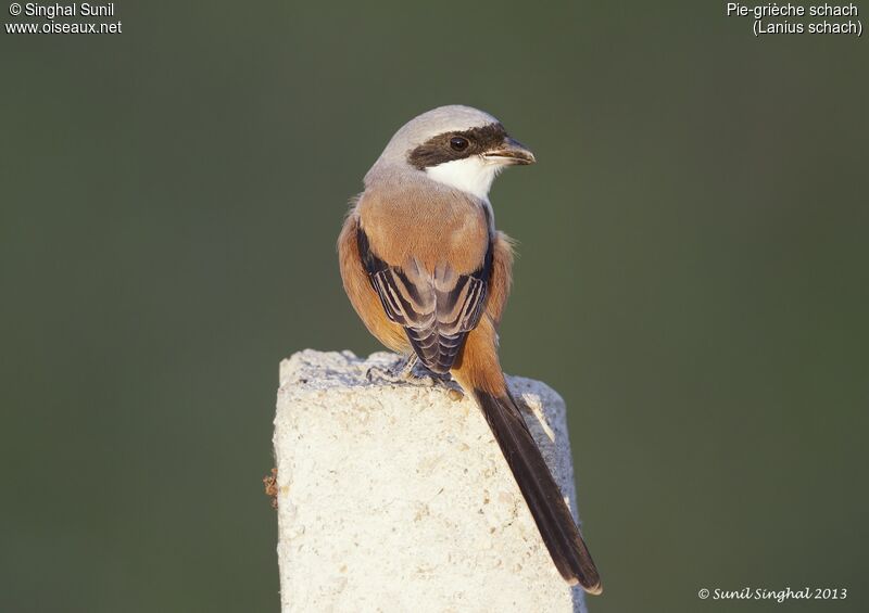 Pie-grièche schachadulte, identification