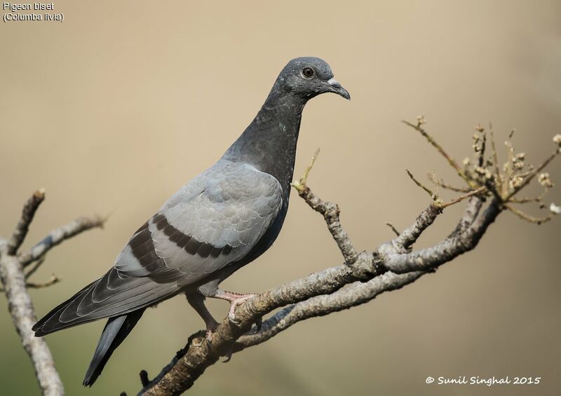 Pigeon bisetsubadulte, identification