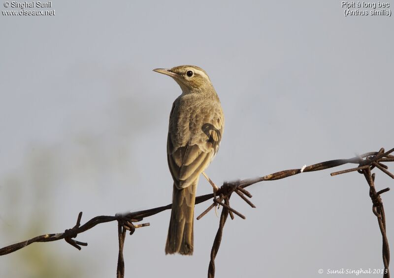 Long-billed Pipitadult, identification