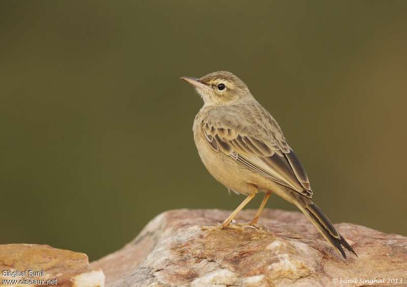 Long-billed Pipitadult, identification