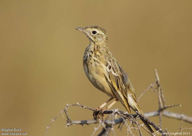 Pipit de Godlewskiadulte transition, mue