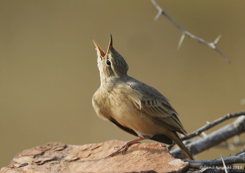 Pipit rousselineadulte, identification, Comportement