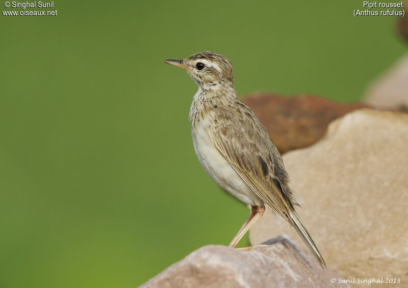 Pipit roussetadulte, identification