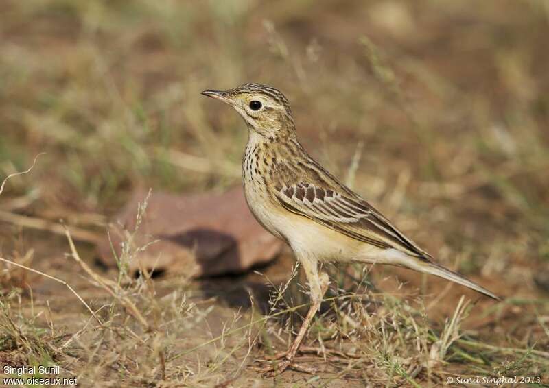 Pipit roussetjuvénile, identification