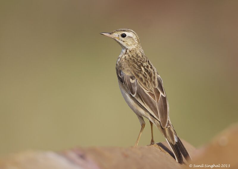 Paddyfield Pipitjuvenile, identification