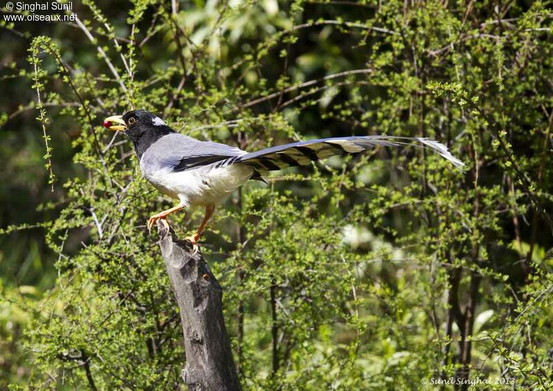 Yellow-billed Blue Magpieadult, identification, Behaviour