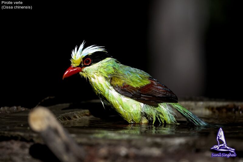 Common Green Magpieadult, close-up portrait