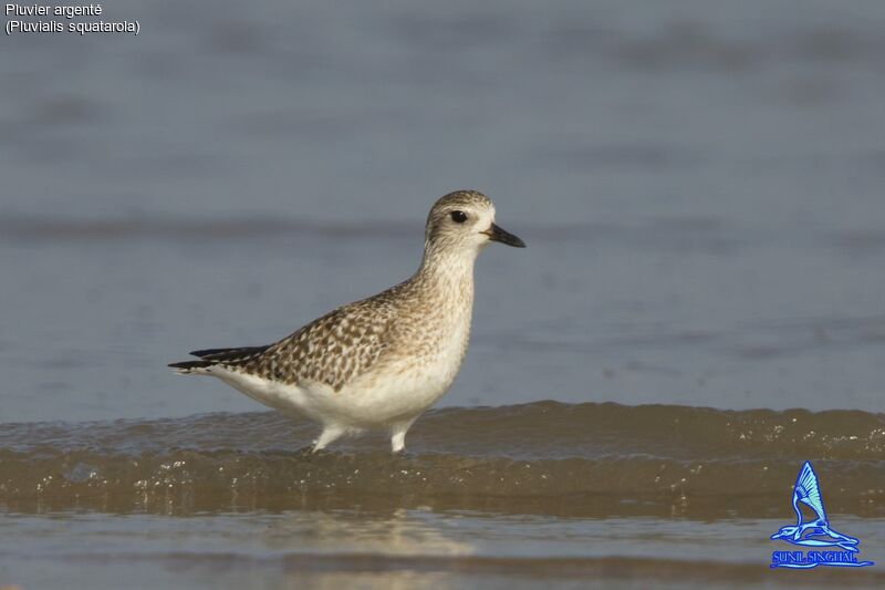 Grey Plover