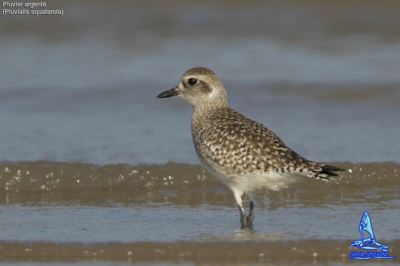 Grey Plover, identification, close-up portrait, Behaviour