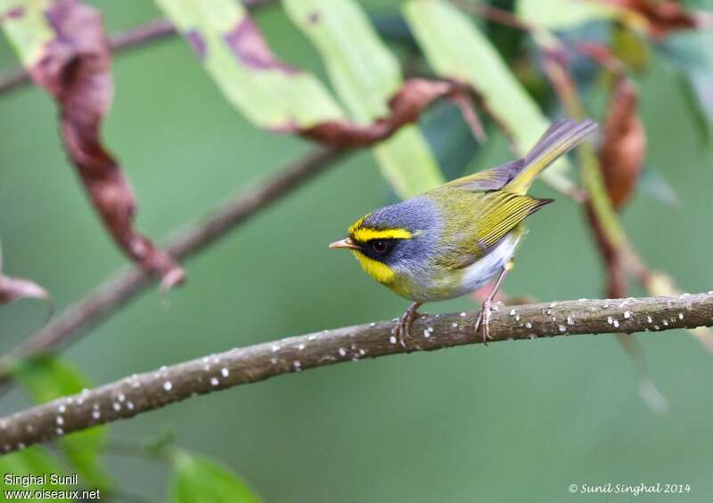 Black-faced Warbleradult, pigmentation