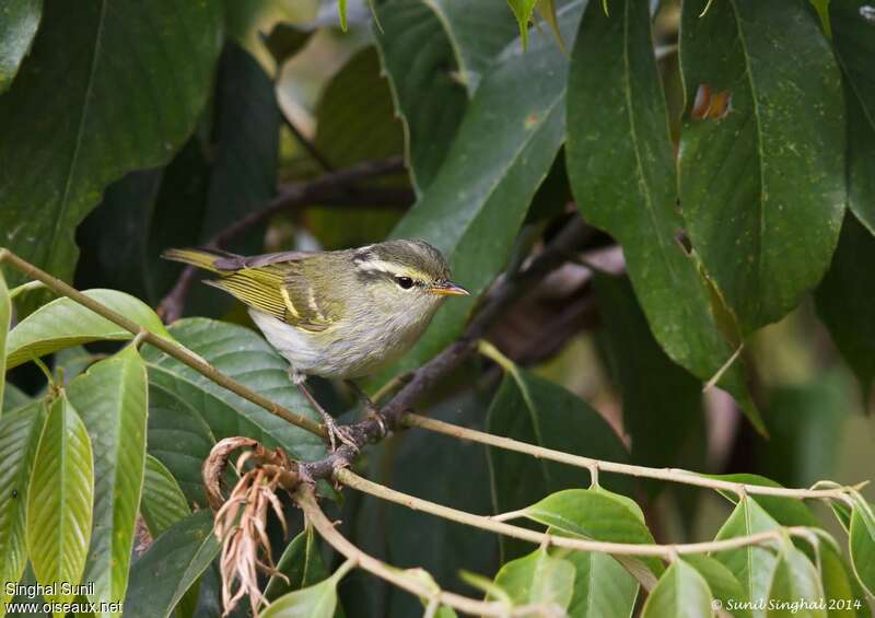 Pouillot de Blythadulte, identification