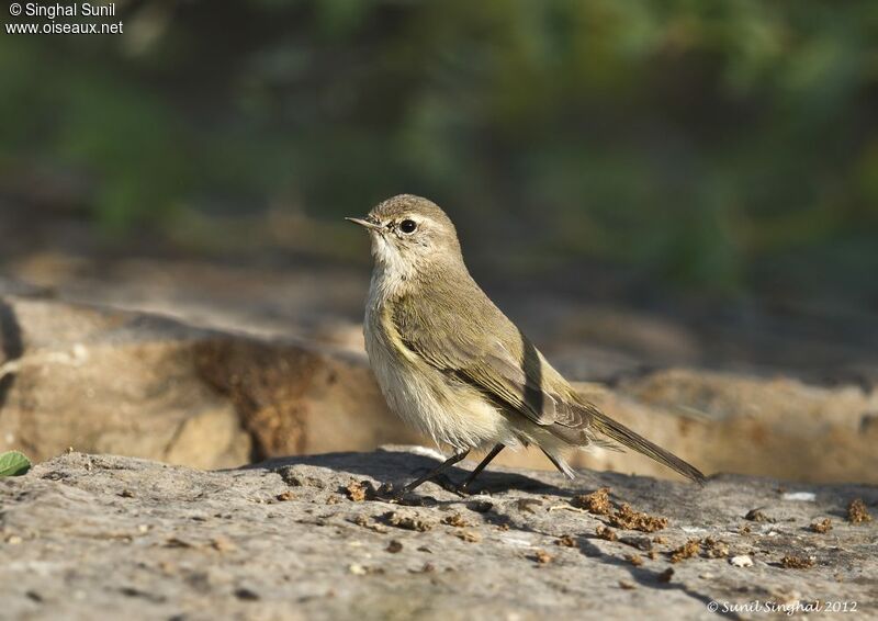 Common Chiffchaffadult, identification