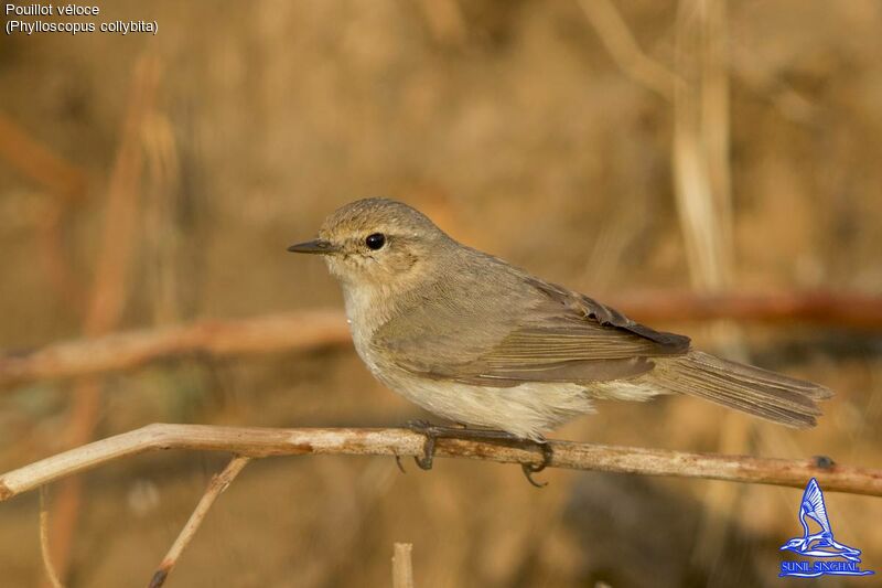 Common Chiffchaff