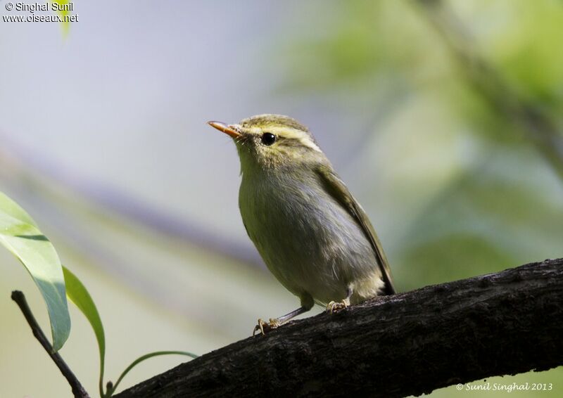 Pouillot verdâtreadulte, identification