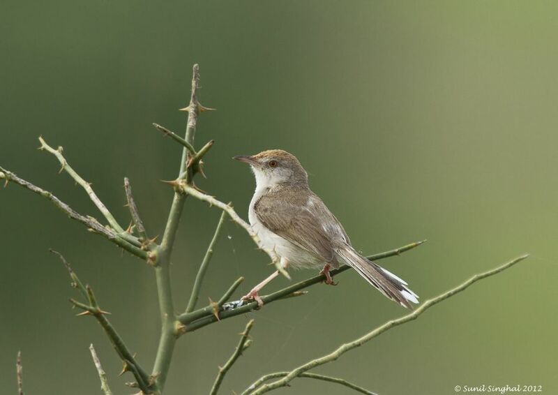 Rufous-fronted Prinia