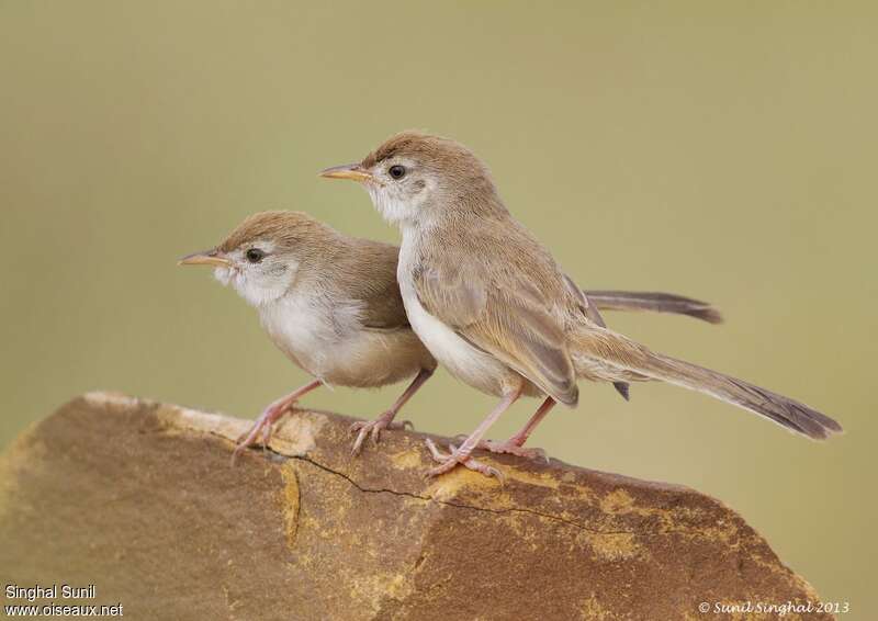 Prinia à front rouxjuvénile